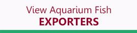 Ornamental Fish Industry in Sri Lanka|Freshwater Aquarium Fish Exporters