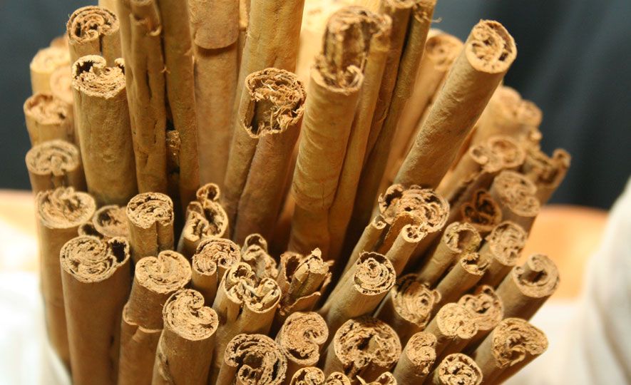 Cinnamon essential oil could make bacterial infections easier to