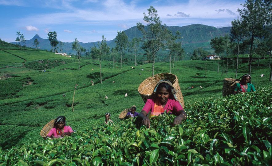 Delve into the History of Ceylon Tea Plantation, Production &  Supply