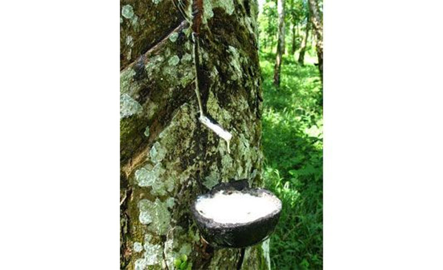 Branding would give Lankan rubber boost