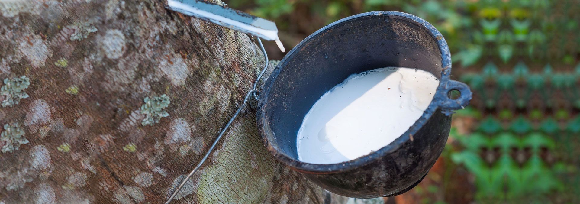Where Does Natural Rubber Come From?